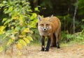 A Red fox Vulpes vulpes in pine tree forest with a bushy tail walking and looking back at my camera in the forest in autumn in A Royalty Free Stock Photo