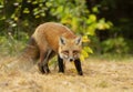 A Red fox Vulpes vulpes in pine tree forest with a bushy tail walking and looking back at my camera in the forest in autumn in A Royalty Free Stock Photo