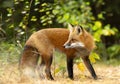 A Red fox Vulpes vulpes in pine tree forest with a bushy tail walking and looking back at my camera in the forest in autumn in A Royalty Free Stock Photo