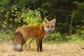 A Red fox Vulpes vulpes in pine tree forest with a bushy tail walking and looking back at my camera in the forest in autumn in A Royalty Free Stock Photo