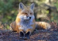 A Red fox Vulpes vulpes in pine tree forest lying down in Algonquin Park, Canada Royalty Free Stock Photo
