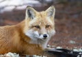 A Red fox Vulpes vulpes in pine tree forest lying down in Algonquin Park, Canada Royalty Free Stock Photo