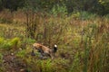 Red Fox Vulpes vulpes Pins Silver Fox on Weedy Island Autumn