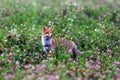 The red fox Vulpes vulpes pokes his head out of the purple clover flowers. Portrait of a fox peeping out of a clover field