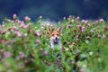 The red fox vulpes vulpes pokes his head out of the purple clover flowers. Portrait of a fox peeping out of a clover field