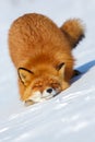 Red fox (Vulpes). Portrait of a red fox close-up Royalty Free Stock Photo