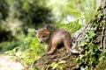 Red Fox, vulpes vulpes, Pup standing on Stump, Normandy Royalty Free Stock Photo