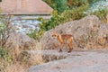 Red fox Vulpes vulpes on rocky rivershore. Fox in wildlife Royalty Free Stock Photo