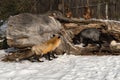 Red Fox Vulpes vulpes and Silver Examine Log Winter Royalty Free Stock Photo