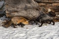 Red Fox Vulpes vulpes and Silver Meet By Log Winter