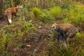 Red Fox Vulpes vulpes and Silver Fox Squabble While Third Watches Autumn