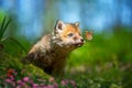 Red fox, vulpes vulpes, small young cub in forest with butterfly on nose Royalty Free Stock Photo