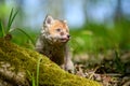 Red fox, vulpes vulpes, small young cub in forest