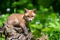 Red fox, vulpes vulpes, small young cub in forest. Cute little wild predators in natural environment Royalty Free Stock Photo