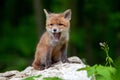 Red fox, vulpes vulpes, small young cub in forest. Cute little wild predators in natural environment Royalty Free Stock Photo