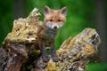 Red fox, vulpes vulpes, small young cub in forest. Cute little wild predators in natural environment Royalty Free Stock Photo