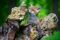 Red fox, vulpes vulpes, small young cub in forest. Cute little wild predators in natural environment Royalty Free Stock Photo