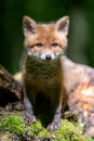 Red fox, vulpes vulpes, small young cub in forest. Cute little wild predators in natural environment Royalty Free Stock Photo