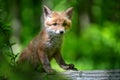 Red fox, vulpes vulpes, small young cub in forest. Cute little wild predators in natural environment Royalty Free Stock Photo