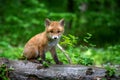 Red fox, vulpes vulpes, small young cub in forest. Cute little wild predators in natural environment Royalty Free Stock Photo