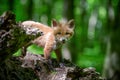 Red fox, vulpes vulpes, small young cub in forest. Cute little wild predators in natural environment Royalty Free Stock Photo