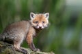 Red fox, vulpes vulpes, small young cub in forest Royalty Free Stock Photo