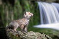 Red fox, vulpes vulpes, small young cub in forest on waterfall background. Cute little wild predators in natural environment Royalty Free Stock Photo