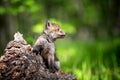 Red fox, vulpes vulpes, small young cub on stump Royalty Free Stock Photo