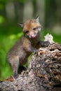 Red fox, vulpes vulpes, small young cub on stump Royalty Free Stock Photo