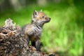 Red fox, vulpes vulpes, small young cub on stump Royalty Free Stock Photo