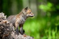 Red fox, vulpes vulpes, small young cub on stump Royalty Free Stock Photo