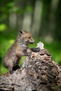 Red fox, vulpes vulpes, small young cub on stump Royalty Free Stock Photo