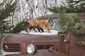 Red Fox (Vulpes vulpes) Sniffs At Old Truck Hood Winter