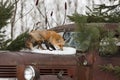 Red Fox Vulpes vulpes Sniffs Snow on Hood of Old Truck Winter