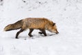 Red Fox (Vulpes vulpes) Sniffs Snow While Moving Right Winter