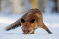 Red fox Vulpes vulpes