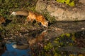 Red Fox Vulpes vulpes Sniffs at Water