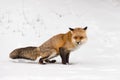 Red Fox Vulpes vulpes Squats to Urinate Scent Marking Snow Winter