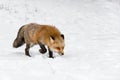 Red Fox Vulpes vulpes Stalk Right Through Snow Paw Up Winter Royalty Free Stock Photo