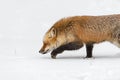Red Fox Vulpes vulpes Stalks Left Through Snow Winter Royalty Free Stock Photo
