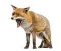 Red fox, Vulpes vulpes, standing, yawning, isolated Royalty Free Stock Photo