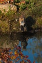 Red Fox Vulpes vulpes Stands on Rock Looking Out Reflected in Water Autumn Royalty Free Stock Photo
