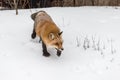 Red Fox (Vulpes vulpes) Steps Down Embankment Winter Royalty Free Stock Photo