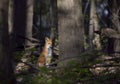 A Red fox Vulpes vulpes in the sunshine keeping an eye on her kits in the forest in springtime in Canada Royalty Free Stock Photo