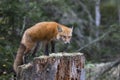 Red fox Vulpes vulpes on tree stump in Algonquin Park, Canada