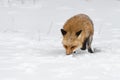 Red Fox Vulpes vulpes Trots Forward Sniffing in Snow Winter Royalty Free Stock Photo