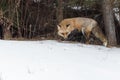 Red Fox Vulpes vulpes Turns at Edge of Woods Winter Royalty Free Stock Photo