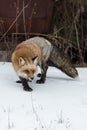 Red Fox Vulpes vulpes Turns in Front of Old Truck Winter Royalty Free Stock Photo