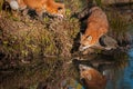 Red Fox Vulpes vulpes Turns on Rock Reflection Autumn