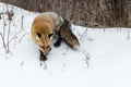 Red Fox Vulpes vulpes Turns to Walk Down Bank Winter